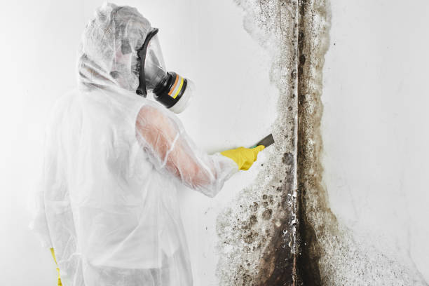 Best Commercial Mold Removal  in Jennerstown, PA
