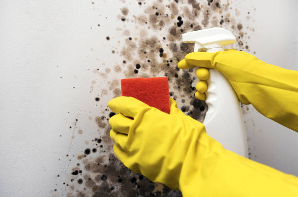Attic Mold Removal in Jennerstown, PA