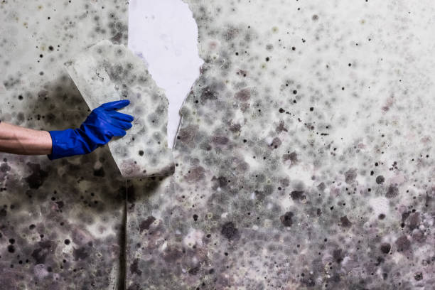 Best Attic Mold Removal  in Jennerstown, PA