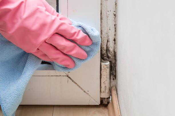 Mold Removal Process in Jennerstown, PA