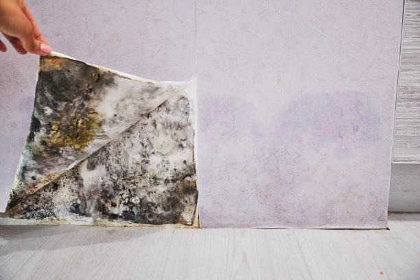 Best Professional Mold Removal  in Jennerstown, PA